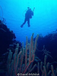 Coral & Diver, SeaLife DC 1400 camera, Roatan, West End M... by David Gilchrist 
